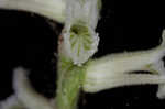 Greenvein ladies tresses